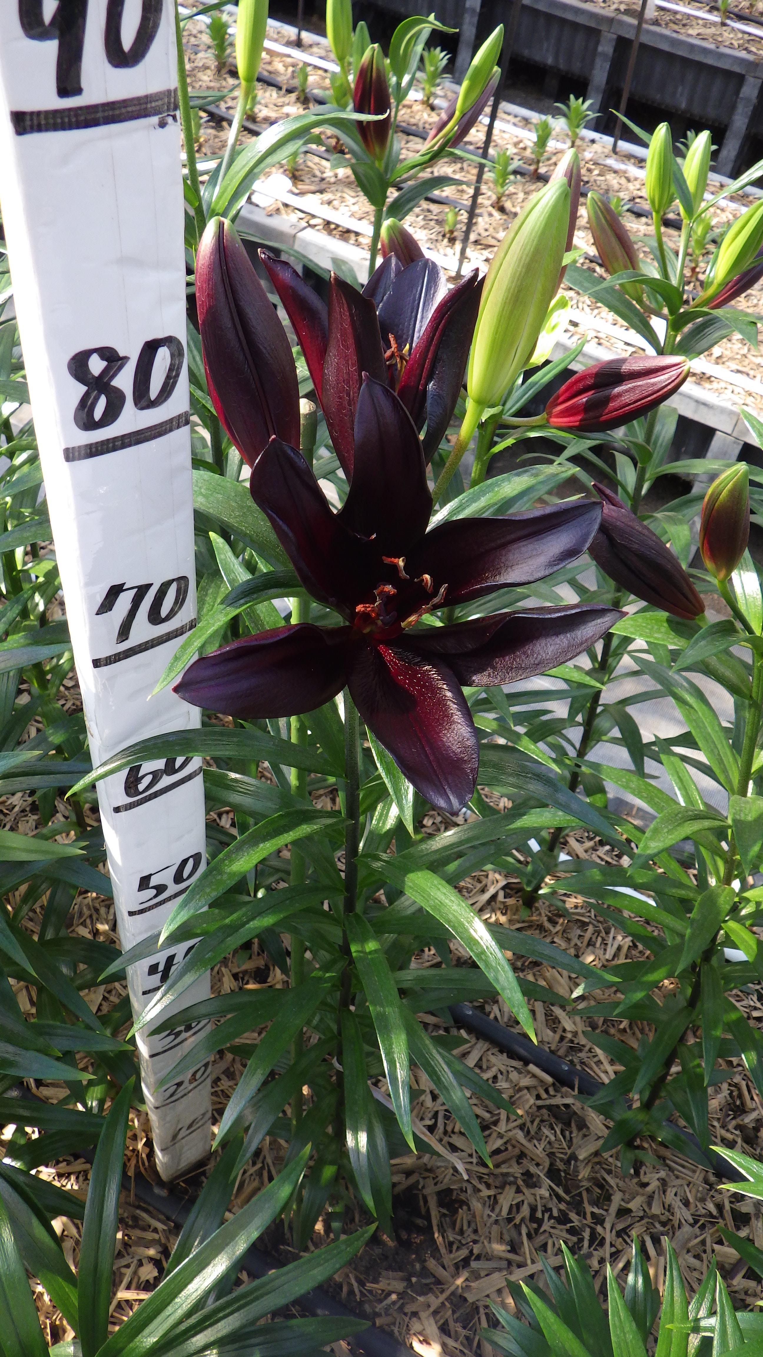 ブラックシップ